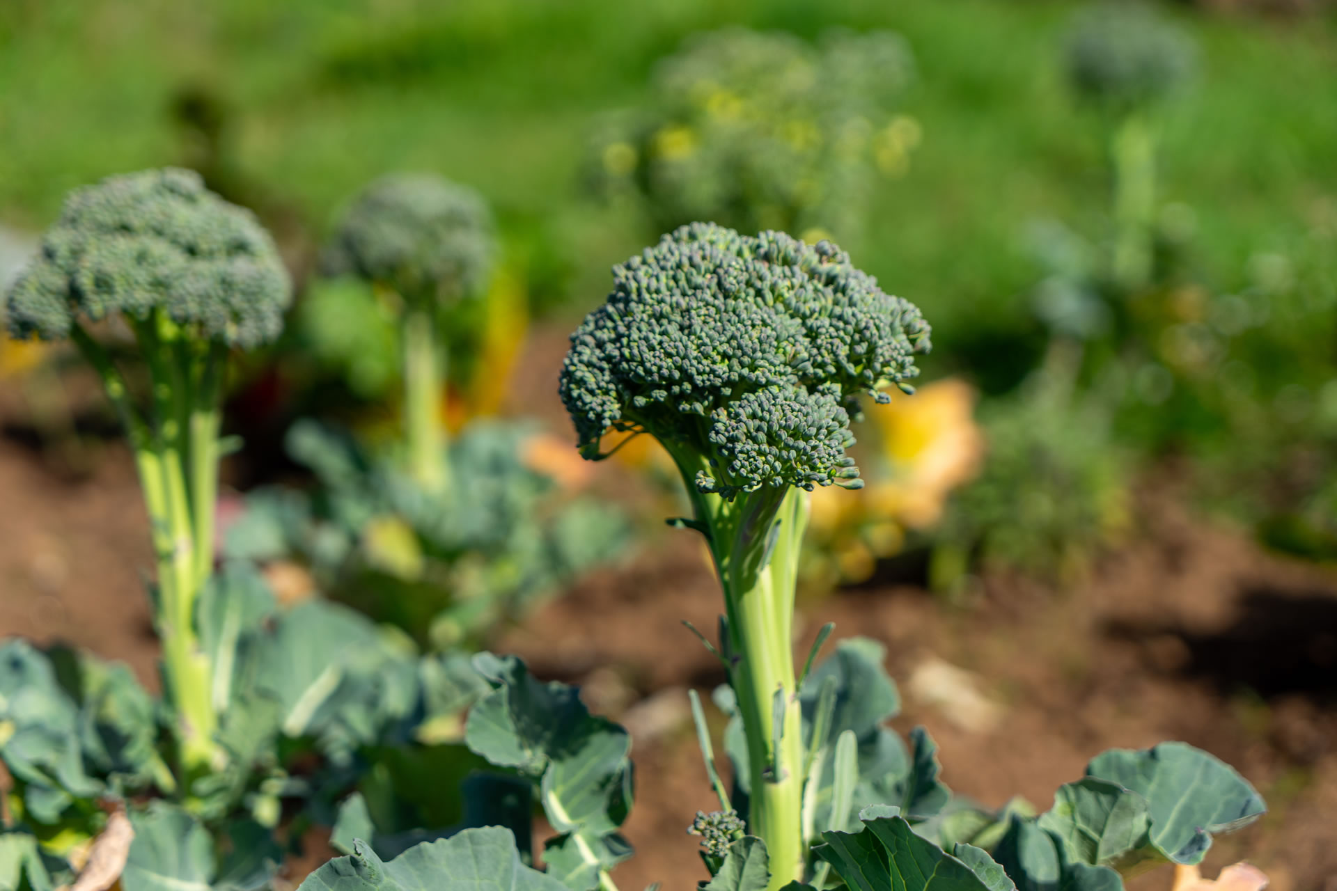 Fresh Regional Ingredients in Tenerife